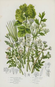 Bloeiende Planten van Groot-Brittannië: Cornish Blaaszaad, Gewone Alexanders, Herder