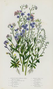 Bloeiende Planten van Groot-Brittannië: Kruipende Waterschorpioen, Kruipende Waterschorpioen of Vergeet-me-niet, Trosvormige Waterschorpioen, Rots Waterschorpioen, Rechte Boswaterschorpioen, Veldwaterschorpioen, Vroege Veldwaterschorpioen, Gele en B door English School