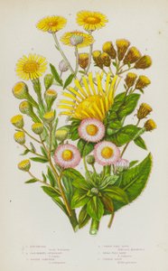 Bloeiende Planten van Groot-Brittannië: Alant, Ploughmans Spikenard, Gouden Zeekraal, Gewone Vlooienkruid, Kleine Vlooienkruid, Gewone Madelief door English School