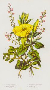 Bloeiende planten van Groot-Brittannië: Teunisbloem, Moerasisnard, Toverhazelaar, Alpen-toverhazelaar door English School