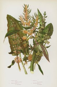 Bloeiende Planten van Groot-Brittannië: Vioolzuring, Breedbladige Zuring, Gouden Zuring, Gele Moeraszuring door English School