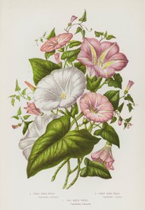 Bloeiende planten van Groot-Brittannië: Akkerwinde, Grote Winde, Zeewinde (kleur litho) door English School