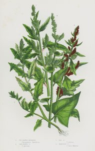Bloeiende Planten van Groot-Brittannië: Vijgenbladige Melde, Eikenbladige Melde, Rode Melde, Mercurius Melde