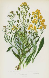 Bloeiende Planten van Groot-Brittannië: Vlasdodder, Sierlijke Schildzaad, Wouw door English School