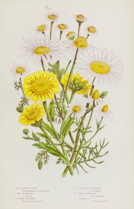 Bloeiende planten van Groot-Brittannië: Grote Witte Osseoog, Korenbloem, Gewone Moederkruid, Geurloze Kamille, Wilde Kamille, Gewone Kamille door English School