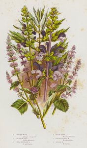 Bloeiende Planten van Groot-Brittannië: Gipskruid, Weide Salie, Wilde Engelse Salie, Paardenmunt, Rondbladige Munt, Speermunt door English School