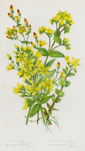 Bloeiende Planten van Groot-Brittannië: Harige Sint-Janskruid, Kleine Rechte Sint-Janskruid, Moeras Sint-Janskruid, Baard Sint-Janskruid door English School