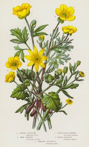 Bloeiende planten van Groot-Brittannië: Kleine Speenkruid, Houtboterbloem, Selderijbladige Boterbloem, Knolboterbloem, Kruipende Boterbloem door English School