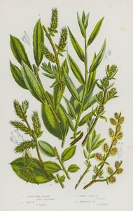 Bloeiende Planten van Groot-Brittannië: Kleine Boom Wilg, Don