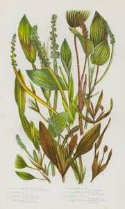 Bloeiende Planten van Groot-Brittannië: Langbladige Vijverplant, Glanzende Vijverplant, Diverse Bladige Vijverplant, Lancetvormige Vijverplant, Roodachtige Vijverplant, Weegbreebladige Vijverplant, Ovaalbladige Vijverplant, Scherpvruchtige Breedbladige Vij