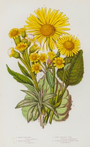 Bloeiende planten van Groot-Brittannië: Moeras Vlooienkruid, Veld Vlooienkruid, Grote Luipaard