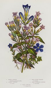 Bloeiende Planten van Groot-Brittannië: Moeras Gentiaan, Voorjaars Gentiaan, Kleine Alpen Gentiaan, Kleine Bloemige Gentiaan, Veld Gentiaan door English School