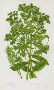 Bloeiende Planten van Groot-Brittannië: Moeraswolfsmelk, Koraalachtige Harige Wolfsmelk, Bladrijke Vertakte Wolfsmelk, Cipreswolfsmelk door English School