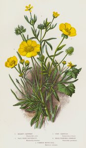 Bloeiende Planten van Groot-Brittannië: Weideboterbloem, Bleke Harige Boterbloem, Korenboterbloem, Kleinbloemige Boterbloem, Gewone Muizenstaart door English School