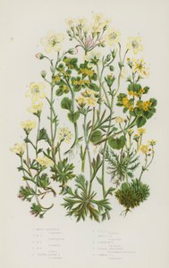 Bloeiende Planten van Groot-Brittannië: Mossteenbreek, Mossteenbreek, Mossteenbreek, Mossteenbreek, Trossteenbreek, Trossteenbreek, Mossteenbreek, Geraniumsteenbreek, Gouden Steenbreek, Gewone Gouden Steenbreek (kleur litho) door English School