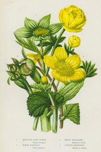 Bloeiende planten van Groot-Brittannië: Bergkogelbloem, Moerasboterbloem, Groene nieskruid, Stinkende nieskruid door English School