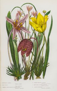 Bloeiende Planten van Groot-Brittannië: Berg Lloydia, Wilde Tulp, Gewone Kievitsbloem, Gewone Weide Saffraan, Berg Schotse Affodil, Gelede Pijpenkruid door English School