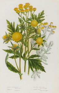 Bloeiende planten van Groot-Brittannië: Knikkende Bur Marigold, Trifid Bur Marigold, Zeekatoen Onkruid, Gewone Tansy door English School
