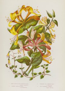 Bloeiende Planten van Groot-Brittannië: Bleke Perfoliate Kamperfoelie, Gewone Kamperfoelie, Rechte Vlieg Kamperfoelie, Twee Bloemige Linnaea door English School