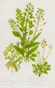 Bloeiende Planten van Groot-Brittannië: Pennymunt, Perfoliate Pennymunt, Alpen Pennymunt, Herderstasje, Rots Hutchinsia, Naaktgestengelde Teesdalia