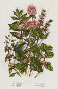 Bloeiende Planten van Groot-Brittannië: Pepermunt, Water Hoofdmunt, Moeras Kransmunt, Korenmunt, Smalbladige Munt, Polei door English School