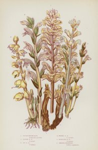 Bloeiende planten van Groot-Brittannië: Picris Broom Rape, Kleine Broom Rape, Klimop Broom Rape, Paarse Broom Rape, Vertakte Broom Rape, Grotere Tandwortel