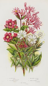 Bloeiende Planten van Groot-Brittannië: Echte Koekoeksbloem, Rode Duitse Koekoeksbloem, Rode Alpenkoekoeksbloem, Witte Koekoeksbloem, Dagkoekoeksbloem