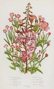 Bloeiende Planten van Groot-Brittannië: Wilgenroosje, Groot Harig Wilgenroosje, Kleinbloemig Harig Wilgenroosje, Breed Gladde Blad Wilgenroosje, Bleek Gladde Blad Wilgenroosje, Vierkante Stengel Wilgenroosje, Smalbladige Moeras Wilgenroosje, Vogelmuur