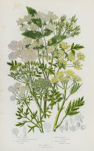 Bloeiende planten van Groot-Brittannië: Ruige Kervel, Gele Vruchtige Kervel, Breedbladige Kervel, Zoete Kervel, Wilde Wortel (kleur litho) door English School