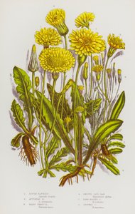 Bloeiende planten van Groot-Brittannië: Ruige Havikskruid, Herfsthavikskruid, Harige Thrincia, Gladde Kattenoor, Langwortelige Kattenoor, Gevlekte Kattenoor (kleur litho) door English School