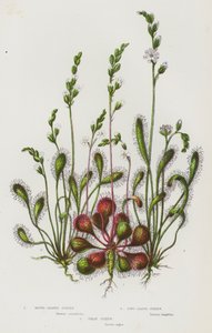 Bloeiende Planten van Groot-Brittannië: Rondbladige Zonnedauw, Langbladige Zonnedauw, Grote Zonnedauw