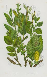 Bloeiende Planten van Groot-Brittannië: Rondoorige Wilg, Grote Rondoorige Wilg, Donkerbladige Wilg, Tussenliggende Wilg