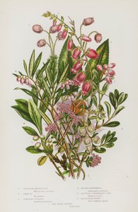 Bloeiende Planten van Groot-Brittannië: Schotse Menziesia, Ierse Menziesia, Kruipende Azalea, Moeras Andromeda, Strenge Aardbeiboom, Zwarte Berendruif, Rode Berendruif door English School