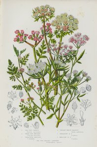 Bloeiende planten van Groot-Brittannië: Zeekarwij, Kleine Bur Parsley, Grote Bur Parsley, Rechte Heg Parsley, Verspreidende Heg Parsley, Knotted Heg Parsley, Zeekarwij door English School