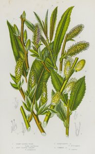 Bloeiende Planten van Groot-Brittannië: Zijdbladige Osier, Langbladige Sallow, Roestige Sallow, Gewone Sallow