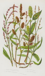 Bloeiende Planten van Groot-Brittannië: Slank Hoofdige Persecaria, Bleek Bloemige Persecaria, Los Bloemige Persecaria, Kleine Kruipende Persecaria, Bijtende Persecaria