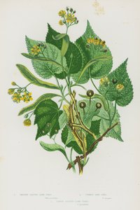 Bloeiende Planten van Groot-Brittannië: Gladde Linde, Gewone Linde, Grootbladige Linde door English School