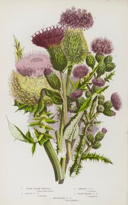 Bloeiende planten van Groot-Brittannië: Speerpluimdistel, Moeraspluimdistel, Kruipende Pluimdistel, Wolhoofdige Pluimdistel, Melancholische Pluimdistel door English School
