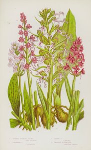 Bloeiende planten van Groot-Brittannië: Gevlekte Palmorchis, Piramidale Orchis, Hagedis Orchis, Geurige Gymnadenia