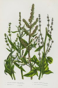 Bloeiende Planten van Groot-Brittannië: Verspreidende Halberdbladige Melde, Driehoekige Melde, Verspreidende Smalle Melde, Grasbladige Zeemelde
