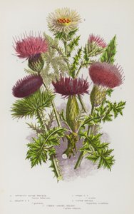 Bloeiende Planten van Groot-Brittannië: Knolvormige Pluimdistel, Weide Pluimdistel, Dwerg Pluimdistel, Katoendistel, Gewone Carlina Distel