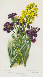 Bloeiende Planten van Groot-Brittannië: Muurbloem, Grijze Struikstok, Grote Zeestok