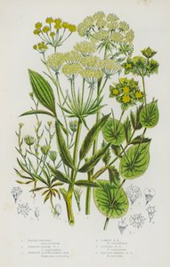 Bloeiende Planten van Groot-Brittannië: Waterpastinaak, Smalbladige Waterpastinaak, Smalbladige Hazenoor, Gewone Hazenoor, Slanke Hazenoor, Sikkelvormige Hazenoor door English School