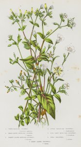 Bloeiende Planten van Groot-Brittannië: Watermuizenoor, Breedbladige Muizenoor, Smalbladige Muizenoor, Kleine Muizenoor, Vierdelige Muizenoor, Veldmuizenoor, Harige Alpenmuizenoor