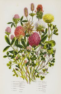 Bloeiende planten van Groot-Brittannië: Witte of Nederlandse Klaver, Ondergrondse Klaver, Zwavelkleurige Klaver, Paarse Klaver, Zigzag Klaver, Kaardebolklaver, Karmozijnrode Klaver, Stervormige Klaver, Hazenpootklaver, Zachte Knopklaver