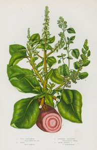 Bloeiende Planten van Groot-Brittannië: Wilde Amarant, Biet, Stinkende Melde, Veelzadige Melde door English School
