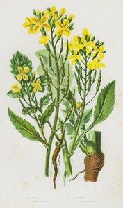 Bloeiende Planten van Groot-Brittannië: Wilde Radijs, Zee Radijs door English School