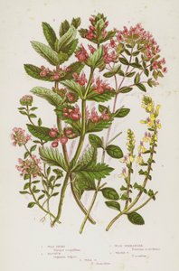 Bloeiende Planten van Groot-Brittannië: Wilde Tijm, Majoraan, Houtgamander, Watergamander, Muurgamander door English School