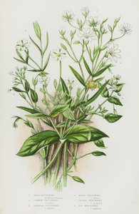 Bloeiende planten van Groot-Brittannië: Houtmuur, Gewone Vogelmuur, Grote Muur, Moerasmuur, Kleine Muur, Moerasmuur