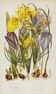 Bloeiende Planten van Groot-Brittannië: Gele Water Iris, Stinkende Iris, Columnas Trichonema, Paarse Lente Krokus, Kleinste Lente Krokus, Gouden Krokus, Saffraan Krokus, Naaktbloeiende Krokus door English School